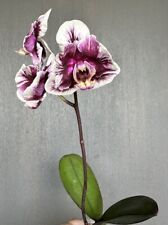 Orchid phal phalaenopsis for sale  Columbia
