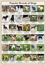 Popular breeds dogs for sale  COALVILLE