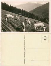 Postcard calves slope for sale  Shipping to United Kingdom