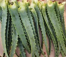 Aloe arborescens harvested for sale  Gloucester