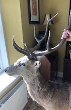 Red deer stag for sale  BLAIRGOWRIE