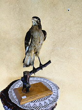 Trofeo caccia falco usato  Orsago