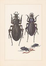 Lederlaufkäfer Carabus Coriaceus Colour Printing V.1959 Purple * Carabidae, used for sale  Shipping to South Africa