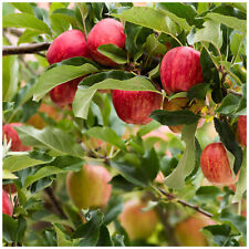 Gala apple tree for sale  NEWTOWNARDS