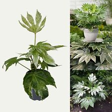 Fatsia japonica spiders for sale  GLASGOW