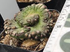 cactus succulent terrarium for sale  Hesperia