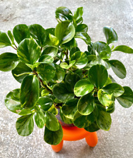 Variegated peperomia obtusifol for sale  Houston