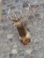 Large elk head for sale  Zionsville