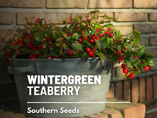 Wintergreen heirloom seeds for sale  Frisco