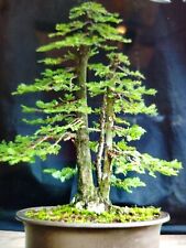 Giant sequoia redwood for sale  SALISBURY