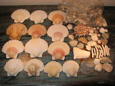 Muscheln perlmuttstücke koral gebraucht kaufen  Pomona