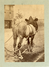 Cheval attelé 1865 d'occasion  Pagny-sur-Moselle