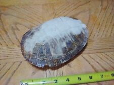 Real turtle shell for sale  Black Eagle
