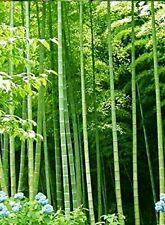 Semi bambu arundinacea usato  Reggio Calabria