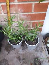rosemary plant for sale  SOUTHAMPTON