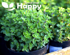 Herb greek oregano for sale  Shipping to Ireland