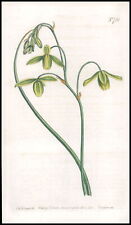 Used, 1808 Curtis Botanical ALBUCA MINOR Lesser Albuca PL 720 (CB10-1) for sale  Shipping to South Africa