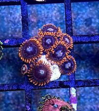 Fira ice zoas for sale  EVESHAM