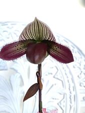 Lady slipper orchid for sale  Miami