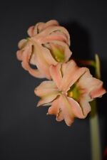 Hippeastrum Milky Way x Evansiarum - 1 bulb variegated leaves 1.4cm in diameter for sale  Shipping to South Africa