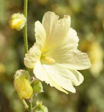 Gelbe stockrose alcea gebraucht kaufen  Bad Zwischenahn