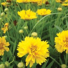 Coreopsis golden globe for sale  MAIDSTONE