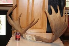 Moose antler set for sale  Brandon