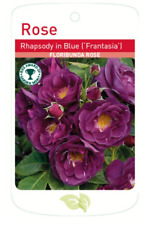 Rhapsody blue garden for sale  WISBECH