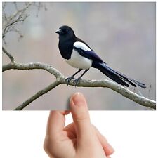 Magpie bird twitcher for sale  SELBY