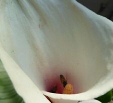 Zantedeschia aethiopica marshm for sale  MARCH