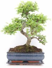 Chinese elm bonsai for sale  LUTTERWORTH