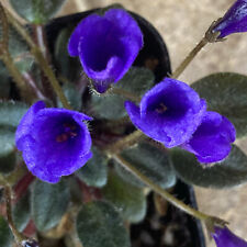 African violet plant for sale  Monrovia