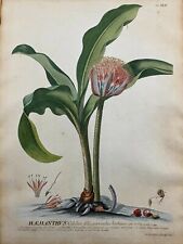 Antique botanical engraving by GD Ehret, "Haemanthus" from Plantae Selectae 1750, used for sale  Shipping to South Africa