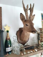 Taxidermy roe deer for sale  NORTH WALSHAM