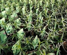 French tarragon herb for sale  WORKSOP
