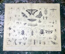 Print art butterfly for sale  LONDON