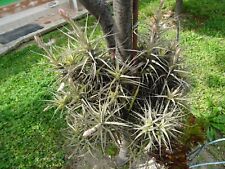 Tillandsia épyphites plantes d'occasion  Saint-Cyprien