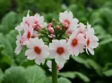 Primula japonica appleblossom for sale  UK