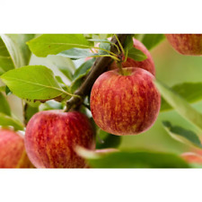 Large honeycrisp apple for sale  Denver