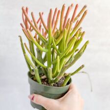 Euphorbia tirucalli firestick for sale  Brooklyn