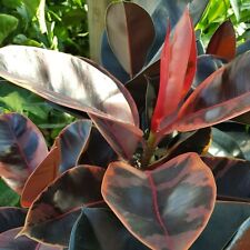 Ficus elastica rubber for sale  GLASGOW