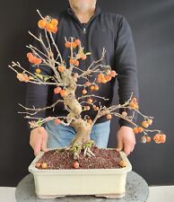 Pre bonsai esemplare usato  San Pancrazio Salentino