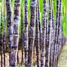 Sugar cane seeds for sale  Pasco