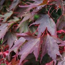 Acer purpureum. japanese for sale  UK
