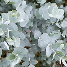 Eucalyptus gunnii 9cm for sale  GLASGOW