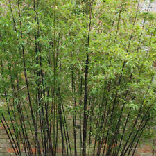 Phyllostachys nigra bambou d'occasion  Pouzauges