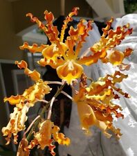 Orchid orchid myrmecophila for sale  Shipping to Ireland