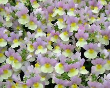 Scented nemesia easter for sale  BELLSHILL