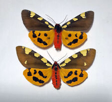 ARCTIA (Pericallia)MATRONULA ****  pair  ****POLAND for sale  Shipping to South Africa