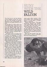 Hunt wild falcon for sale  SHREWSBURY